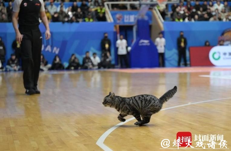 CBA赛场“意外”:两只猫咪闯入捣乱,保安上演爆笑追逐战 CBA赛场“意外”:两只猫咪闯入捣乱,保安上演爆笑追逐战